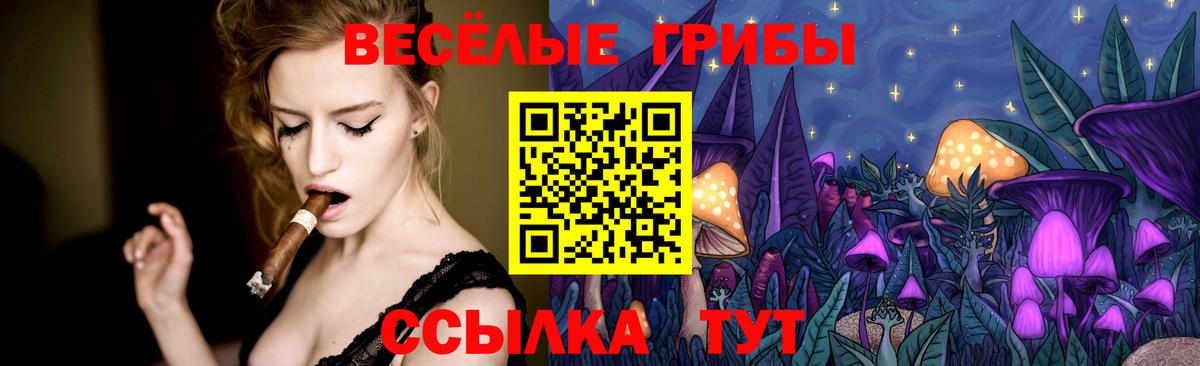 Псилоцибиновые грибы Psilocybe Новозыбков